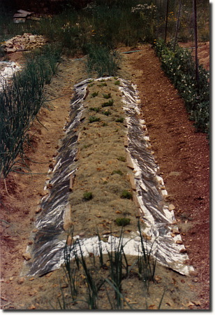 1991 garden - lettuce