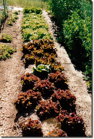 1993 garden - lettuce