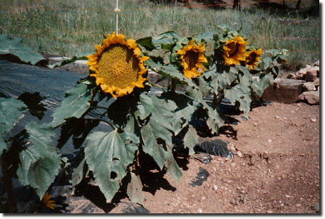 1994 garden - sunflowers