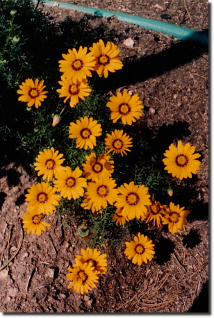 1996 garden - african daisy