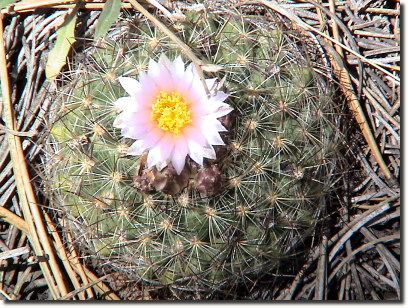 mountain ball cactus 2