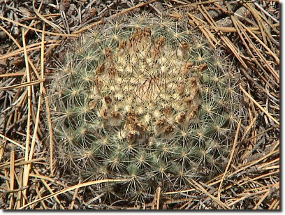 mountain ball cactus 3