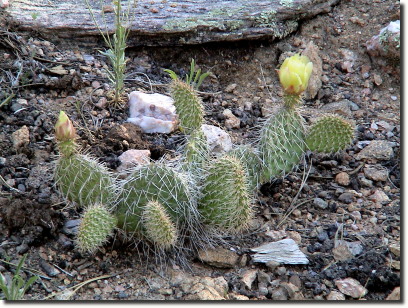 prickly pear 5