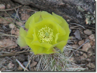 prickly pear 6