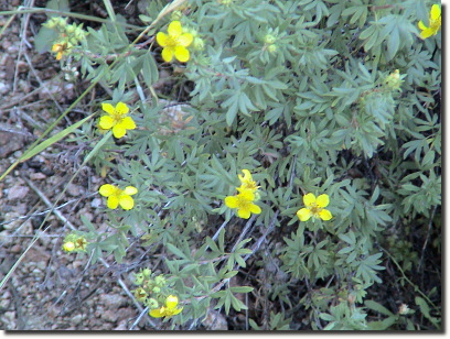 cinquefoil 2