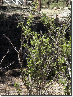 mountain mahogany 2