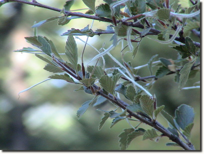 mountain mahogany 3