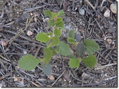 mountain mahogany 4