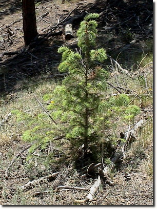 Propagating Trees