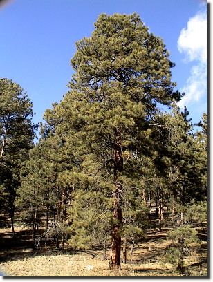 ponderosa pine 2