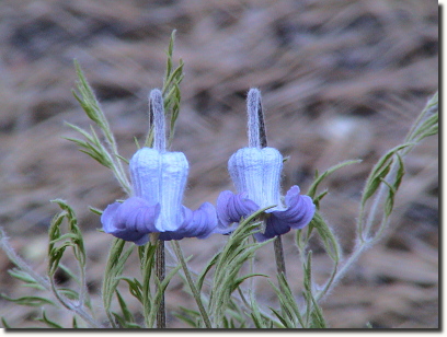 clematis 2