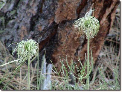 clematis 3