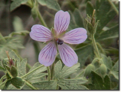 geranium 2