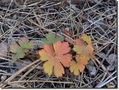 geranium 3