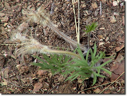 pasque flower 2