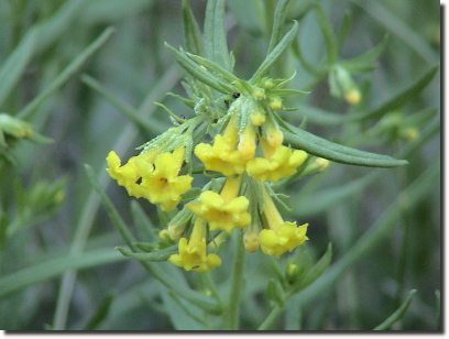 Puccoon 2