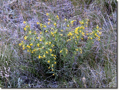 Puccoon 3