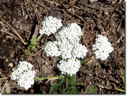 Yarrow 2